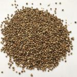 Perilla Seed Extract_Hạt tía tô - MỸ