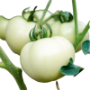 pearl-tomato-5-ca-chua-trang-my - ảnh nhỏ 2