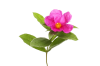 cistus-incanus-extract-hoa-hong-da-tay-ban-nha - ảnh nhỏ  1