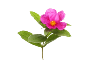 Cistus Incanus extract (Hoa hồng đá) - TÂY BAN NHA