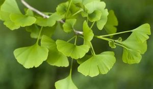 Hỗn hợp Ginkgo và phosphatidylserine - Ý